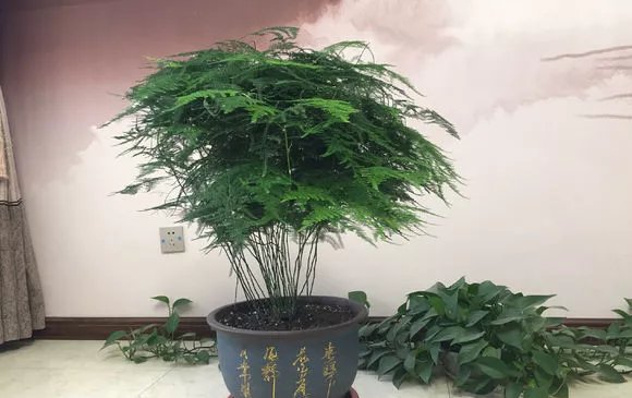  竹林：冬天养文竹,泡点“黄豆水”,每周浇一浇,文竹长成竹林