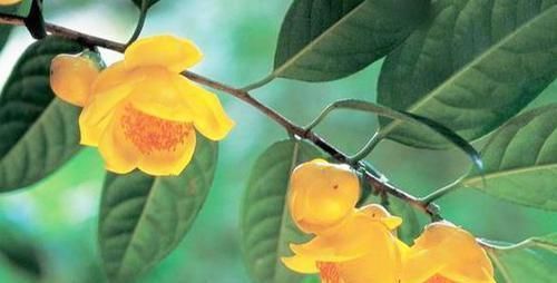  『金花茶』此花被誉为是“植物黄金”，花色金黄，花香浓郁，观赏食用两不误