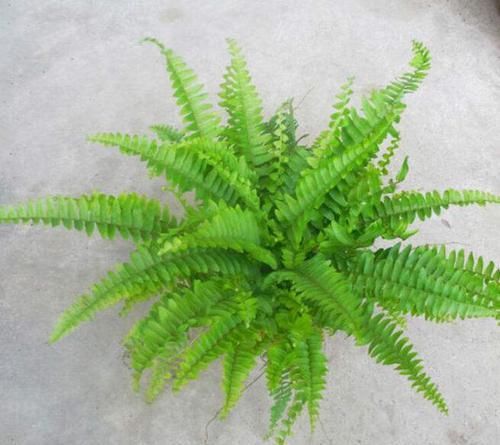  「观赏价值」春节养2种绿植在家里，室内空气一级棒，观赏价值也高，真实用