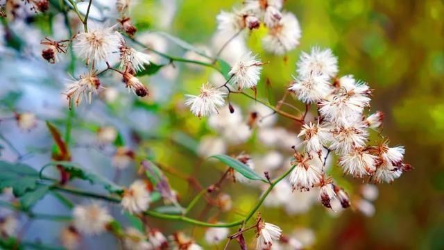  樱花@美惨了！这是洪雅的春天