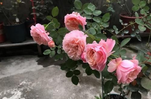 『光照』买回来的月季花光长叶不开花是怎么回事?要怎么养护月季才会开花
