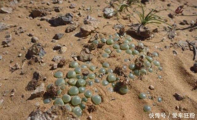 非洲大陆随处可见“玉石”，中国游客看到很激动，导游：不能捡！