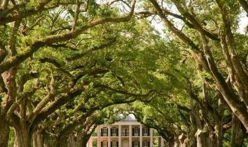 全球最美的树，最后一颗银杏惊艳了千年！