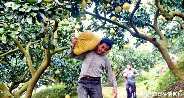  [想太多]红心柚1斤9毛，随便摘！果农：这价格能卖掉就好，不敢