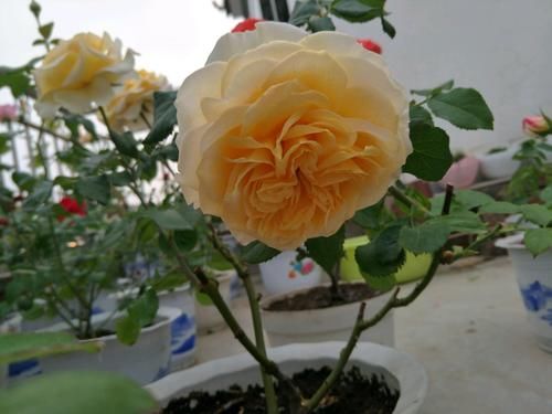  [四季海棠]养花就养此款花，开花绚丽花期长，分分钟爆盆