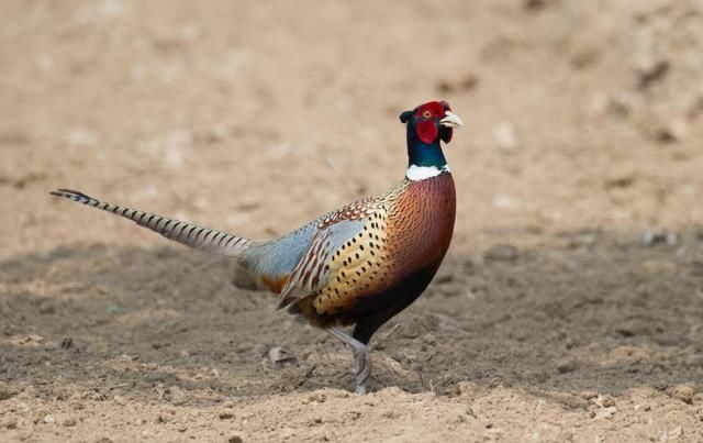 农村野味越来越少见，唯独山鸡依旧抓不完，数量为啥这么多？