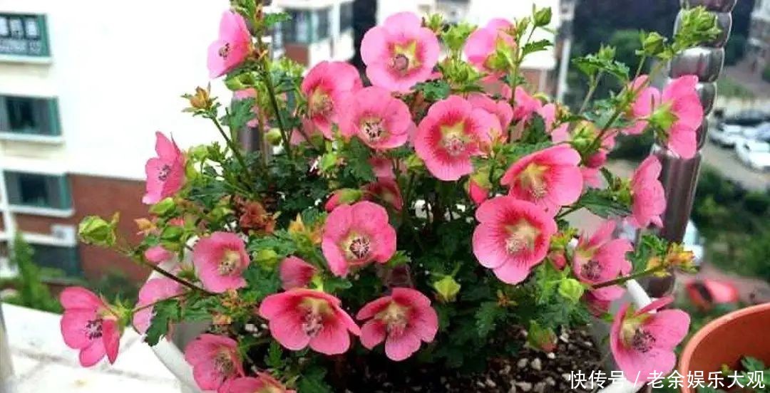 『适合』这几种便宜又好养的花草,养一盆天天有花赏,最适合新手