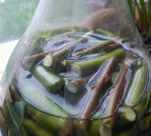  『植物的根系』5种天然的“生根水”，用来浇花，浇完后，根系发达、枝粗叶壮