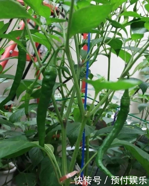 “2种菜”适合种阳台，1个空油桶就搞定，长出“红辣椒”一串串