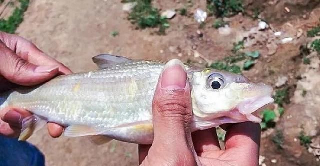  「也不多」常误认为是“翘嘴鱼”，卖价是黄辣丁的5倍，可惜农村