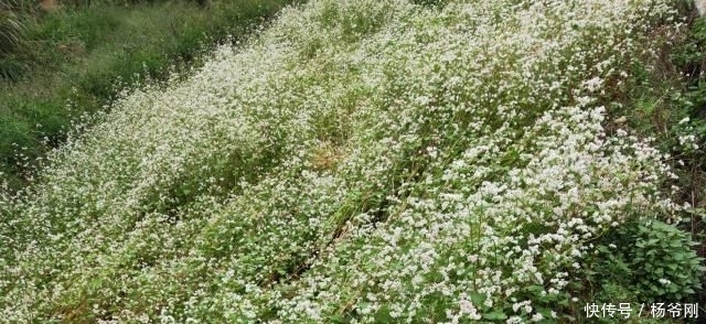  种子：在农村，种此物好赚钱吗？一亩产量能达250斤，还行！