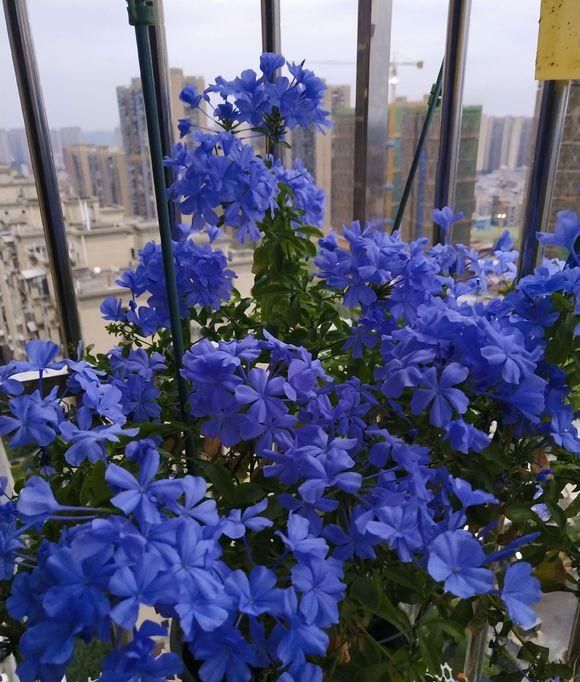  「小院」小院养这4种花，满墙都是花，太阳晒一晒，能开上千朵花