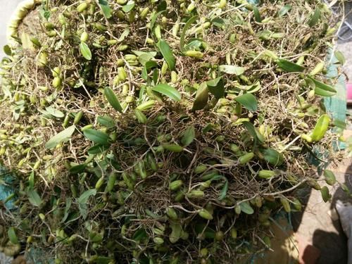 这种野草比菟丝子还缠人，农民称它为“独脚金”，卖到200元一两