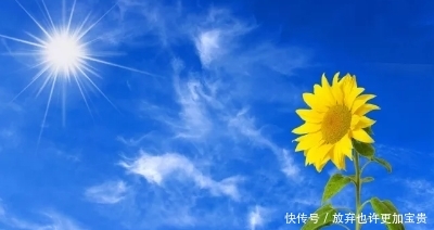  『阳光』如何在自己的阳台上种植美丽可口的向日葵