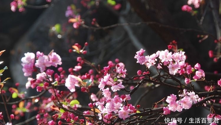 圆通花潮舞翩跹:三月春暖花开的季节,这里是昆明最经典的赏花地
