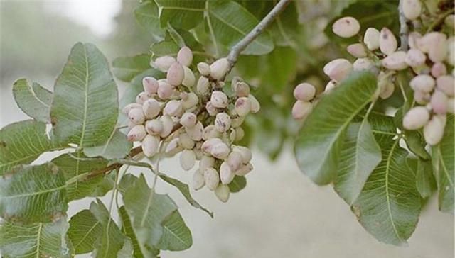  【种植】国内年均消耗10万吨，一斤50元，仍受喜爱，却很少有农