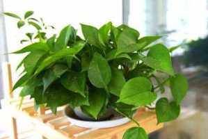  连成一片|秋天怎么养好绿萝？掌握4点技巧，叶子四季常青连成一片