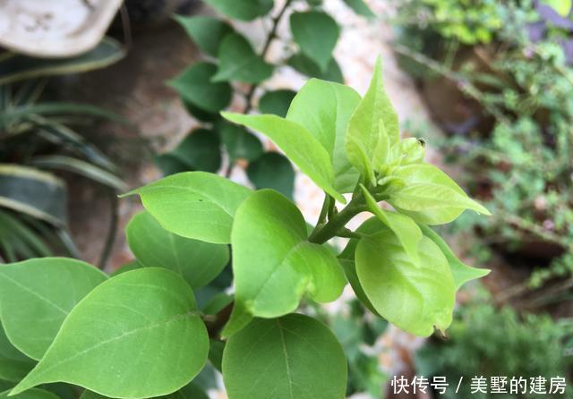 『花芽』三角梅芽点和花苞怎么区分?看这“2点”就知道了,秋季开花超多
