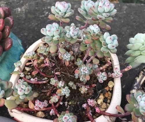  露养■多肉露养好时节：扔外面，1个月没管，美得跟整容了一样！