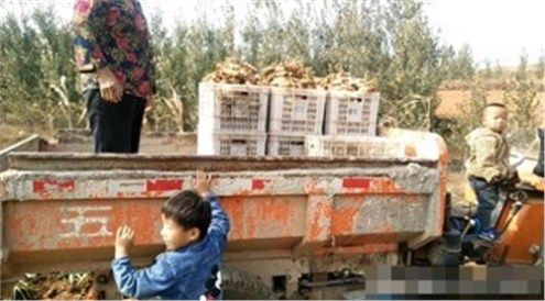 这种农作物很热门，亩产8000斤，能卖10000元