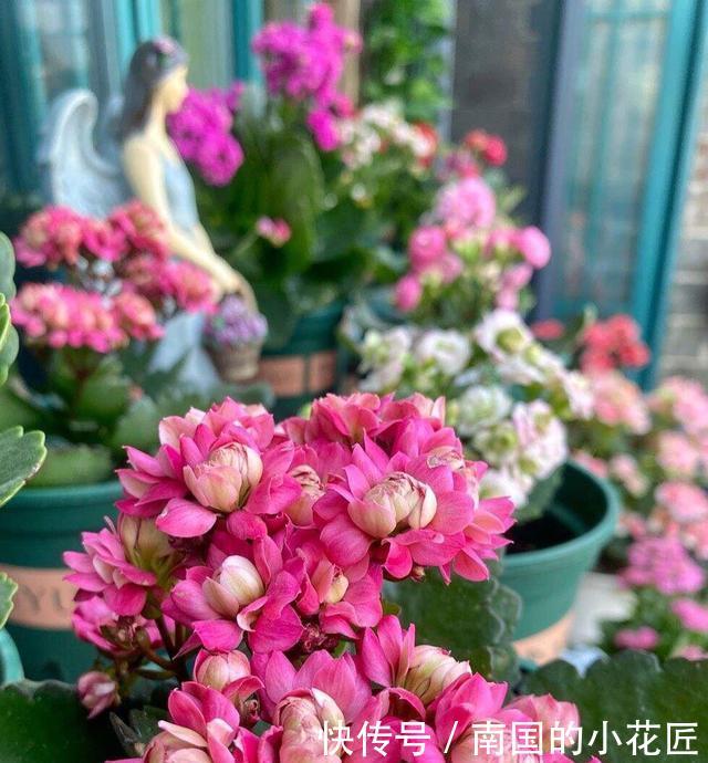 超过■11月养什么花好?“4种花”,好打理长势旺又漂亮,开花超过3个月