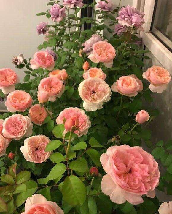 种类:家庭养什么绿植好?这5种,开花美,年年旺,价值高,越看越喜欢
