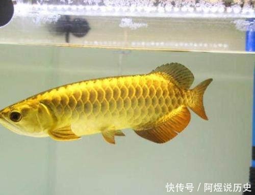 [男子]买回一条金龙鱼，却不肯进食，男子掰开鱼嘴后，揭开了谜底真相