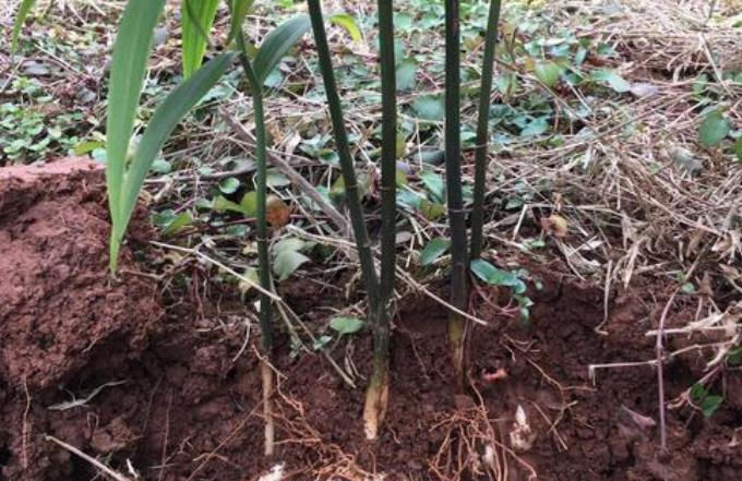  黄精：在野外分布很广，见到后别当成杂草，采挖一斤30元，珍贵