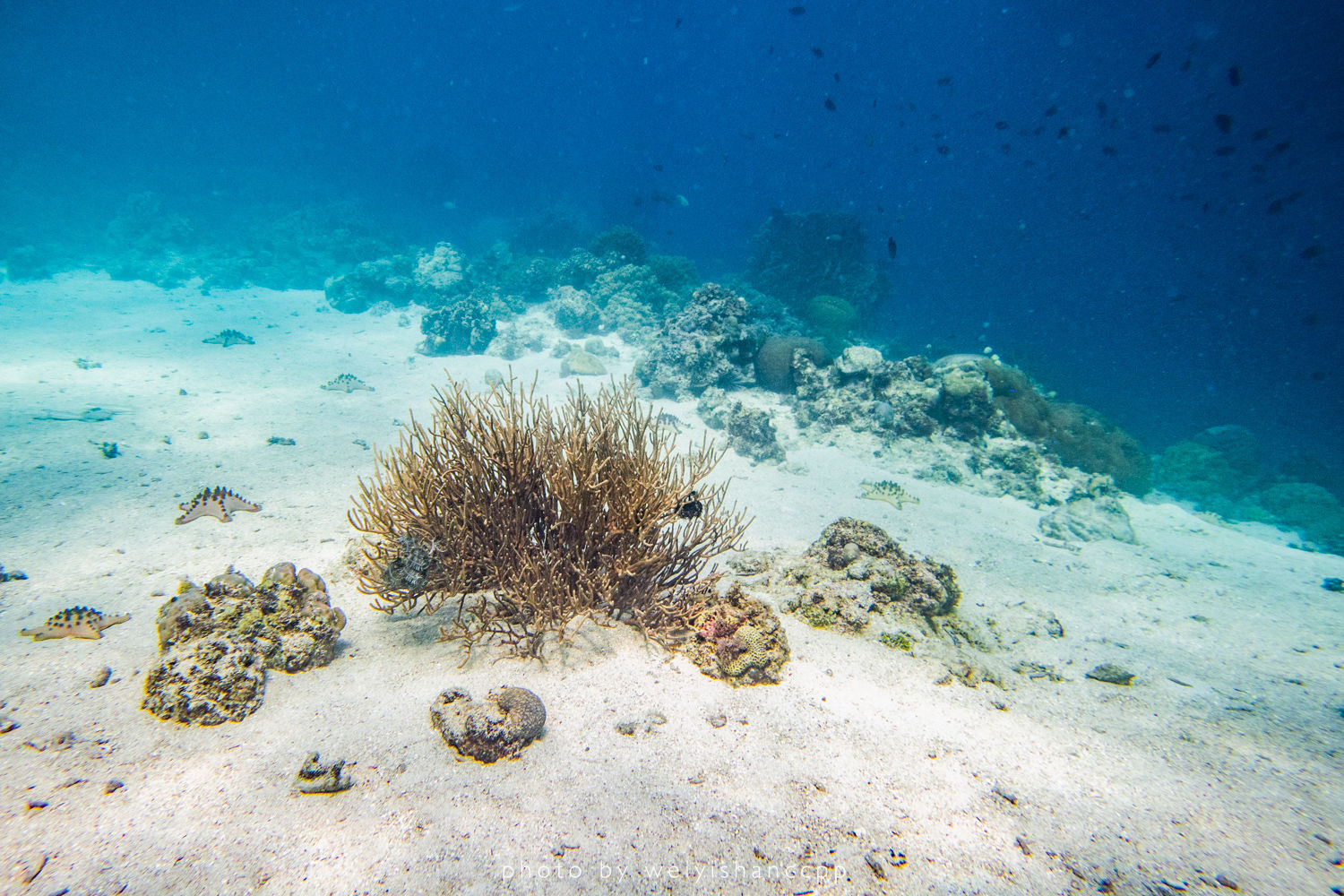 去薄荷岛学自由潜，那是潜入深海的快落呀！