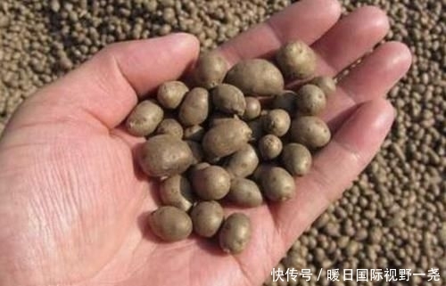 【植物】在农村,有1种椭圆的“野果”,以往叫它“山药豆”,珍贵、少见