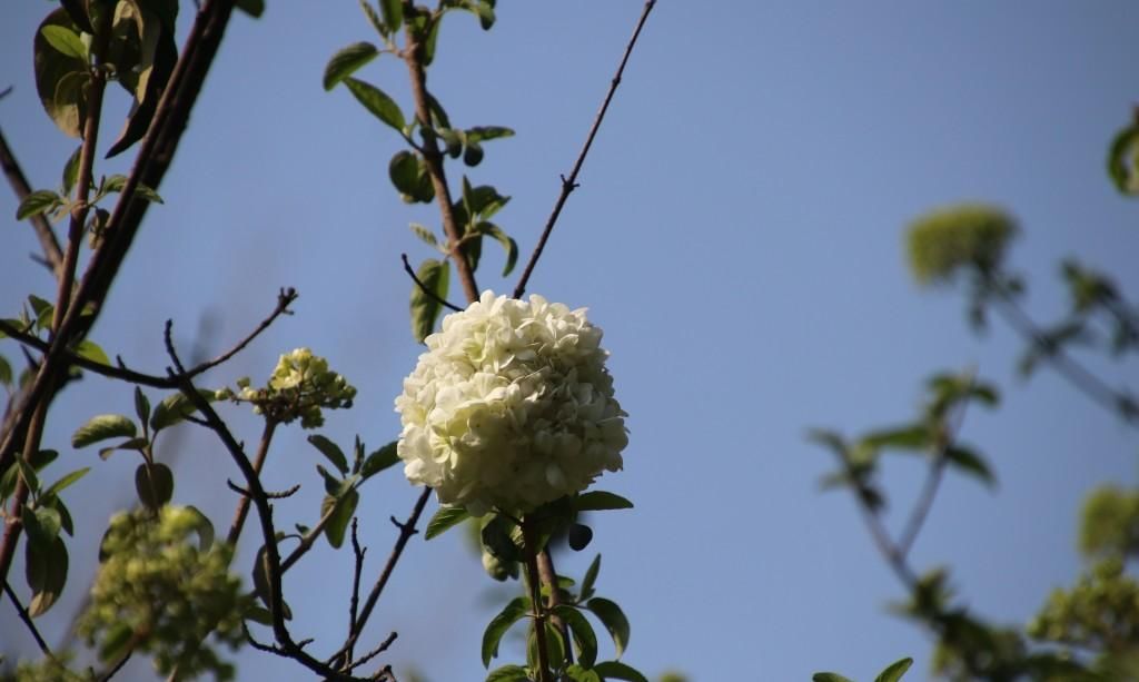  『绣球花』百花争春，绣球花也不堪寂寞