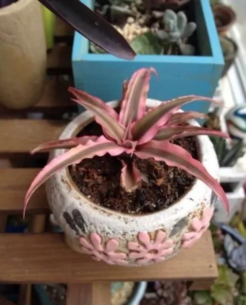  「室内」植株小巧又耐阴的6种植物，适合养在室内桌面上