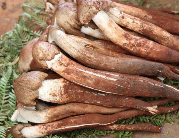  竟是|山里熟窝鸡枞菌“搬了家”！老农马上报案！罪魁祸首竟是蚂