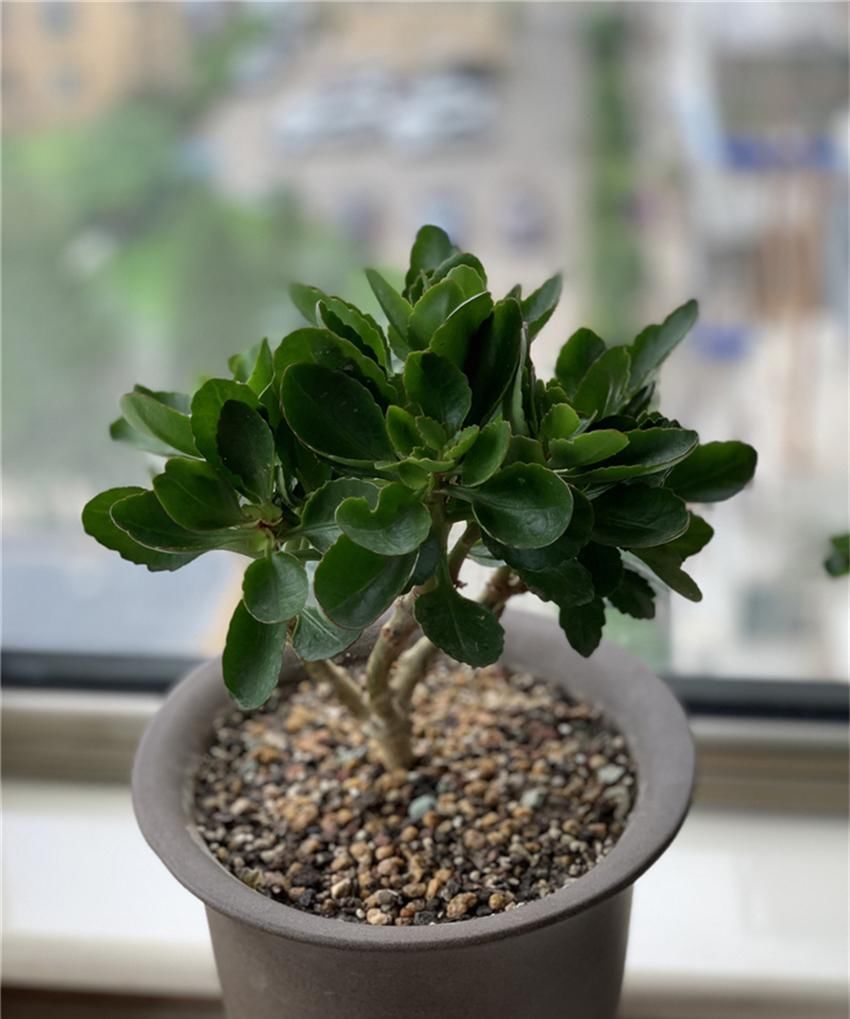  『到充足』养长寿花，做好“3防”，长寿花连年爆花不停歇，花期长达180天！