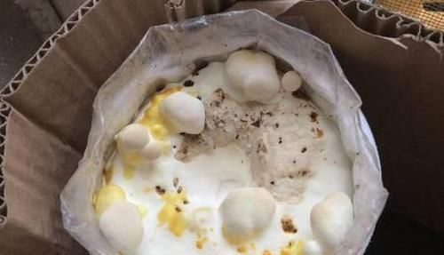  「灵芝」阳台上养灵芝，20块钱买的“灵芝菌”，本来想着玩玩，真长出来了