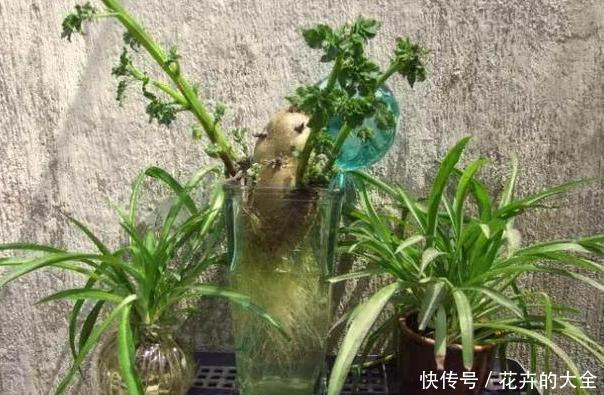 #水培的土豆#吃不完的土豆发芽了?水培4步操作到位,既能观赏又有趣