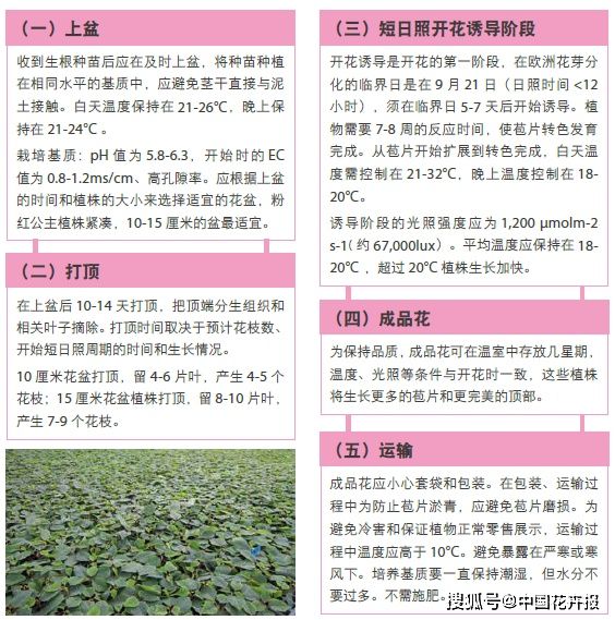  女性消费者：粉红公主花系列中的“皇后”和“公主”，果然名不虚传