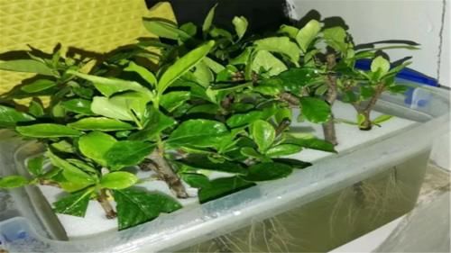  自然通风：这四种花现在赶紧插枝，好养易爆盆，一盆变多盆！