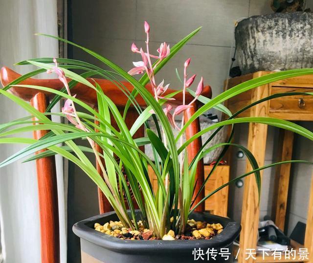  「情况」兰花换盆黄叶就是烂根死苗？这些情况了解一下，不要瞎折腾