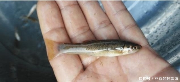 鱼鳞■世界上最古老的鱼类,深山老林才有,鱼鳞好吃,鱼肉自带香味