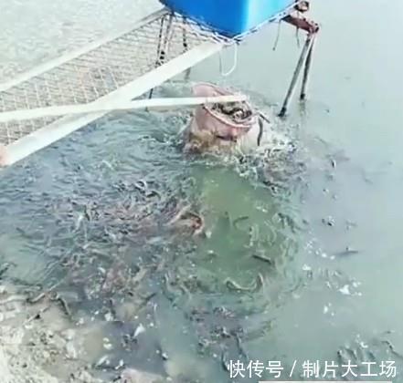 男子干完农活去河边洗手, 看见河边水面发黑, 一网兜下去惊喜来了