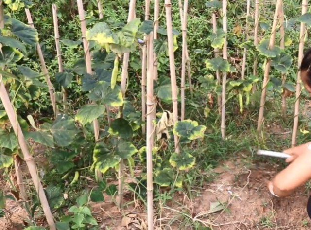  北方人■一根藤蔓长一颗果实，农民挖起来当水果吃，但很多北方