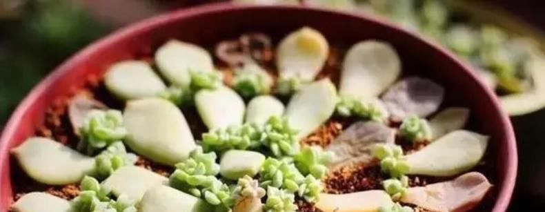 【拥有】学大神叶插, 拥有“多肉花园”不是梦!