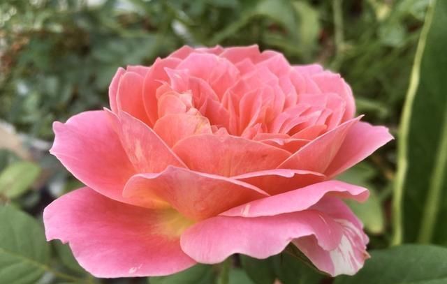  玫瑰：这花叫开花皇后，人家养的花朵硕大，自己养的开花越来越少怎么办