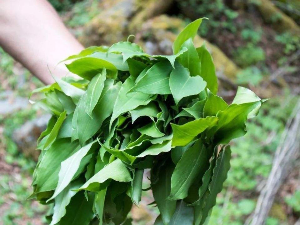  吃法■岩石缝中的野菜，叶子像小白菜，却比韭菜还香，春天错过太可惜