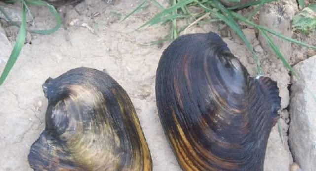 在农村这些的野味已很少见，最后一种可能有人都叫不出名字来