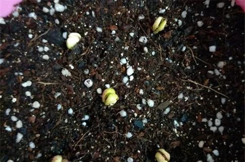  「增加光照」这水果太贵了，吃完留下核，还能种盆栽！