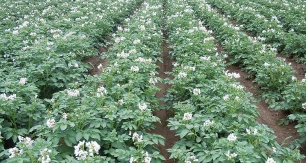  #作物#农民很喜欢的一种作物，被称为”土黄金“，现在成稀罕物