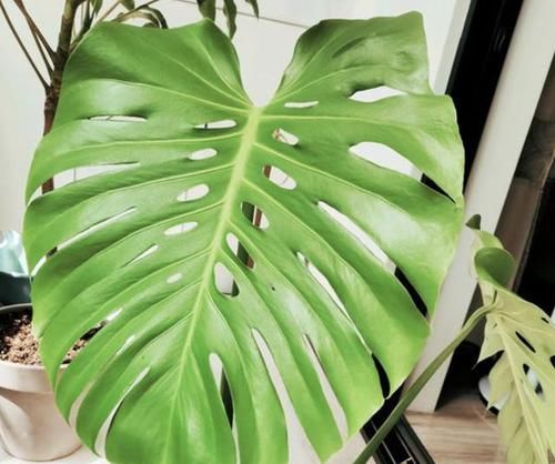  「观赏价值」室内放3种“植物”，灰尘、甲醛减少，不仅净化空气，还好看！