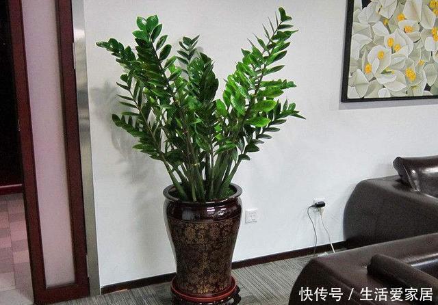  【平时】几种大型绿叶盆栽真气派，摆在客厅净化空气，只需一个月浇一次水